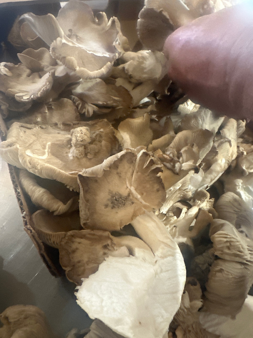 Mushroom