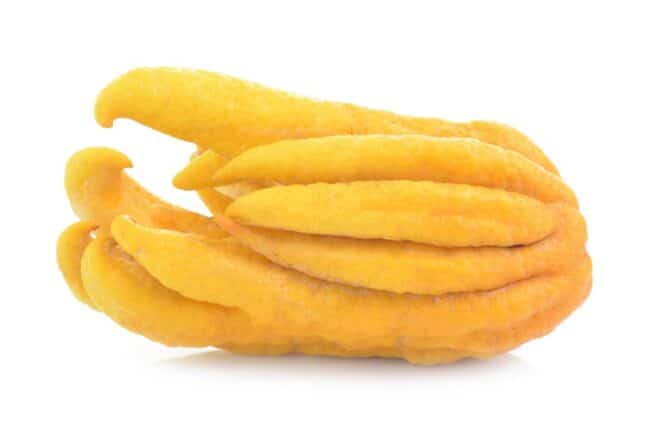 Lemon (Buddahs Hand)