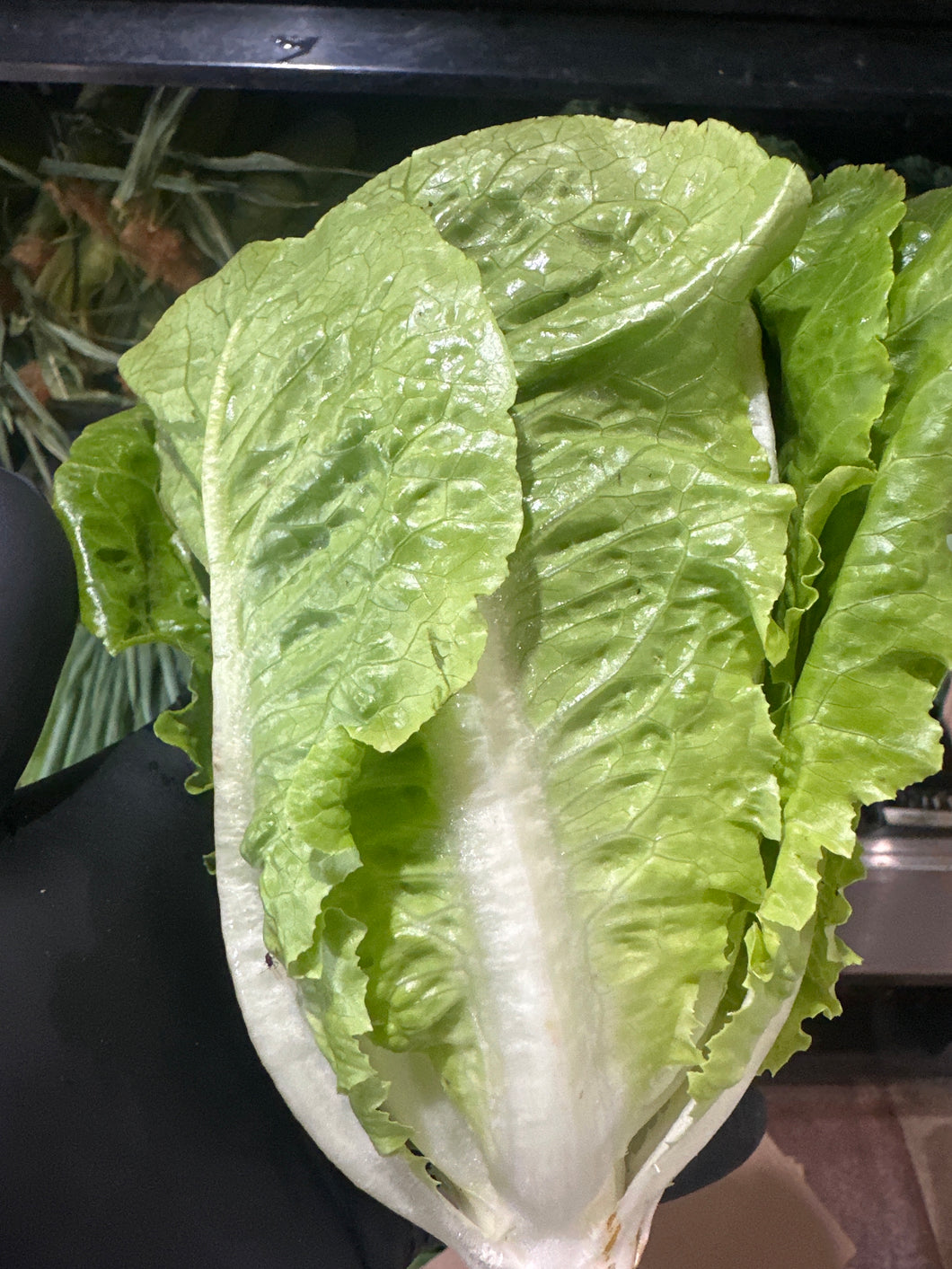 Romaine Lettuce
