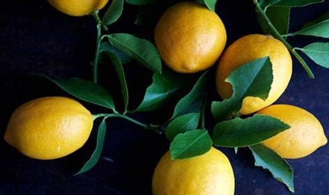 Lemon (Meyer)