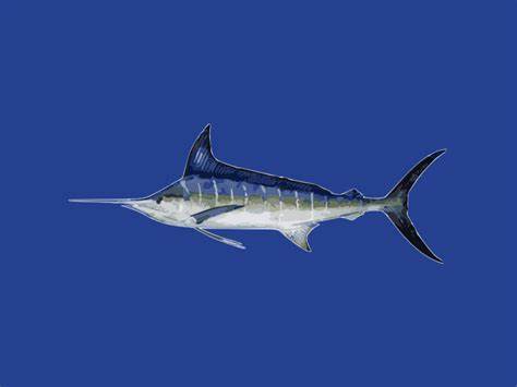Stripe Marlin