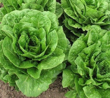 Load image into Gallery viewer, Lettuce

