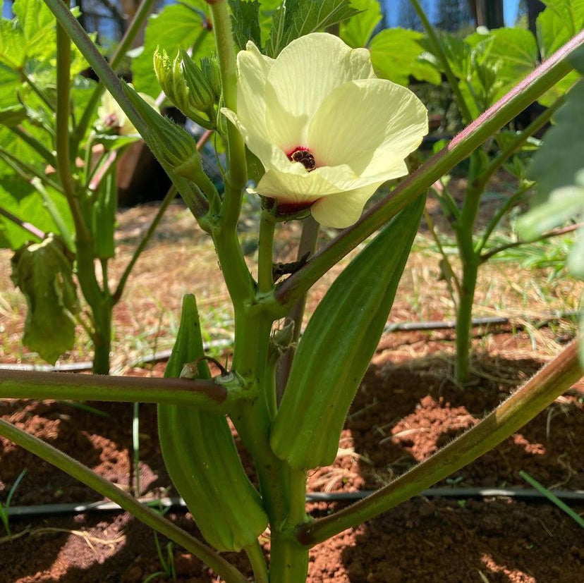 Okra