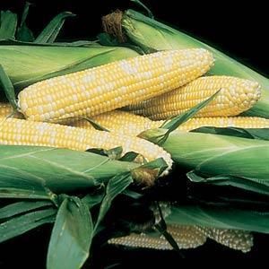 Sweet Corn